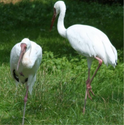 34 02 ecological restoration bird island